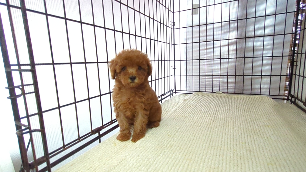 茨城県のトイプードル(トイ) (ペットショップスズキ/2026年7月18日生まれ/女の子/レッド)の子犬の1枚目の画像