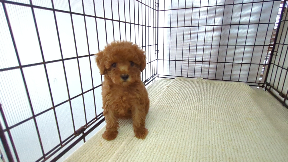 茨城県のトイプードル(トイ) (ペットショップスズキ/2026年7月18日生まれ/女の子/レッド)の子犬の2枚目の画像