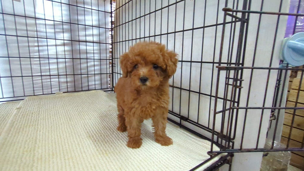 茨城県のトイプードル(トイ) (ペットショップスズキ/2026年7月18日生まれ/女の子/レッド)の子犬の3枚目の画像