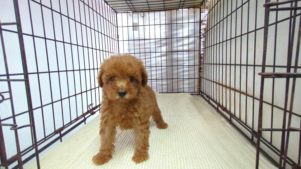 茨城県のトイプードル(トイ) (ペットショップスズキ/2026年7月18日生まれ/女の子/レッド)の子犬の4枚目の画像