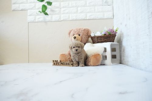滋賀県のトイプードル(トイ) (いっぷく湖南店/2026年4月25日生まれ/男の子/オレンジフォーン)の子犬の3枚目の画像