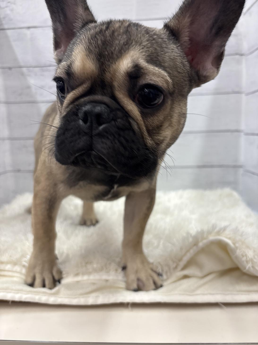 千葉県のフレンチブルドッグ (ペッツワン佐倉店/2025年10月8日生まれ/男の子/フォーン)の子犬の2枚目の画像