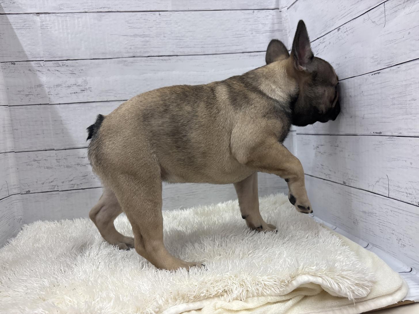 千葉県のフレンチブルドッグ (ペッツワン佐倉店/2025年10月8日生まれ/男の子/フォーン)の子犬の3枚目の画像