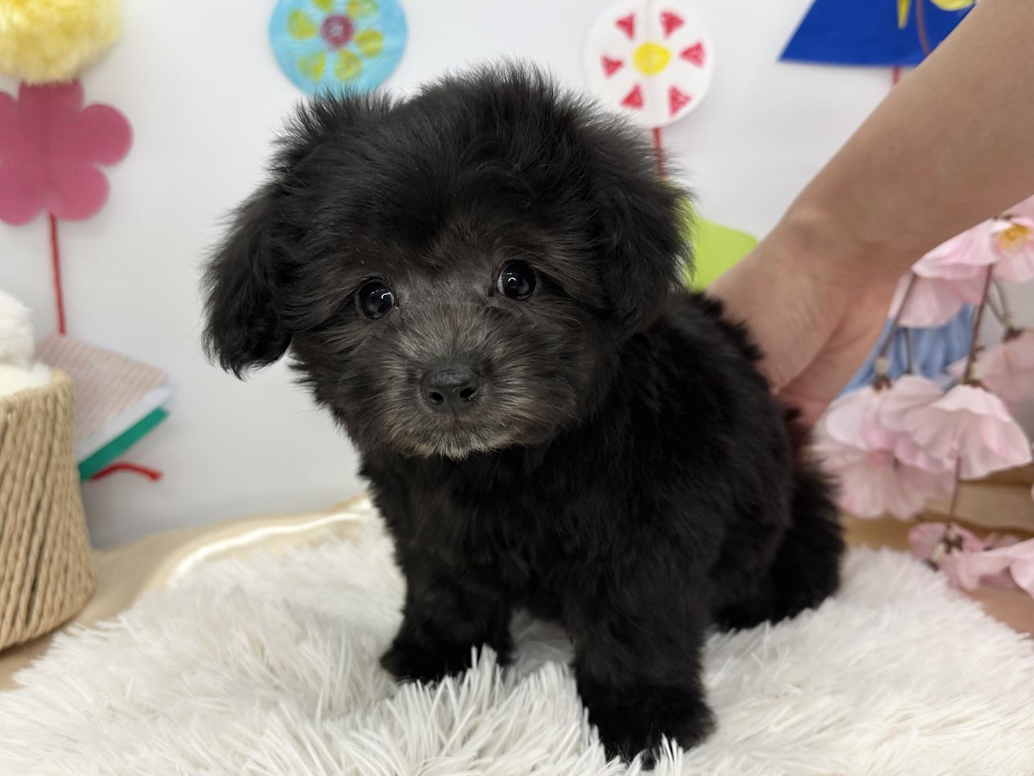 北海道のチワプー/プーチー(チワワ×プードル) (ラブワンコ カインズ大曲店/2026年1月31日生まれ/男の子/グレー)の子犬