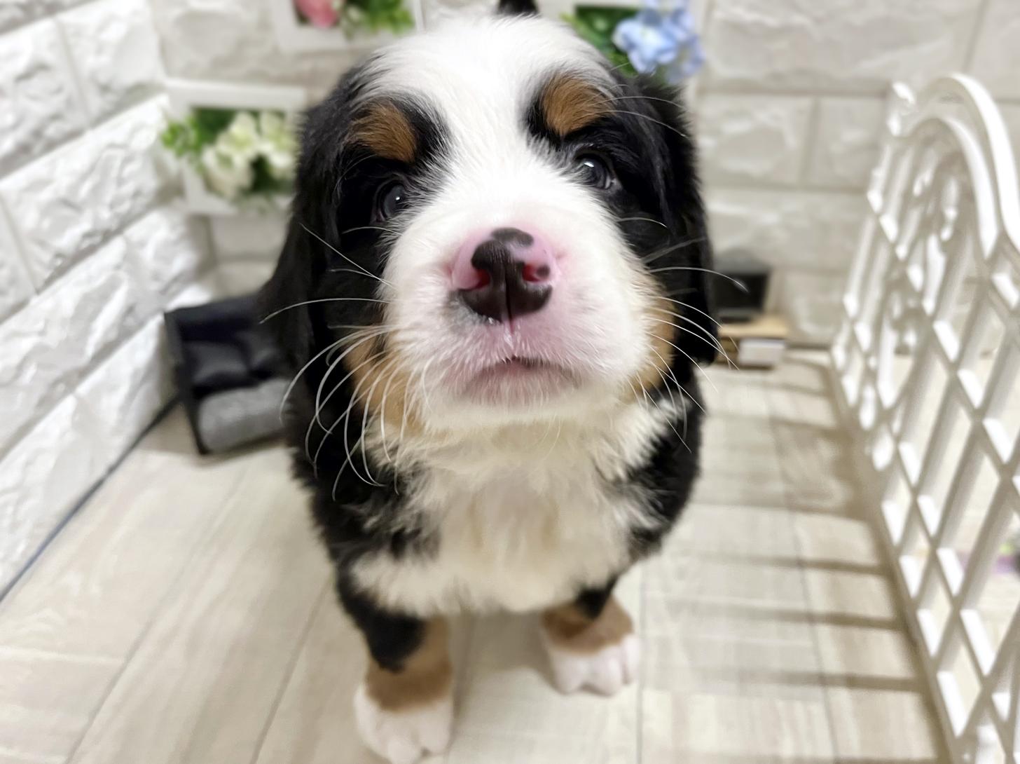 和歌山県のバーニーズマウンテンドッグ (DOGMAN和歌山中之島店/2026年2月3日生まれ/男の子/ブラックラストホワイト)の子犬の1枚目の画像