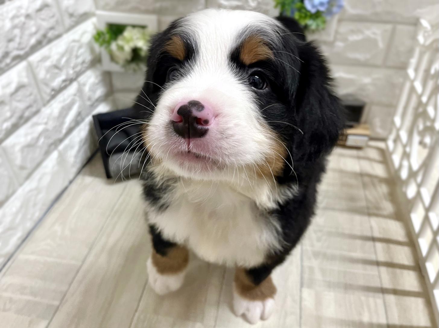 和歌山県のバーニーズマウンテンドッグ (DOGMAN和歌山中之島店/2026年2月3日生まれ/男の子/ブラックラストホワイト)の子犬の2枚目の画像