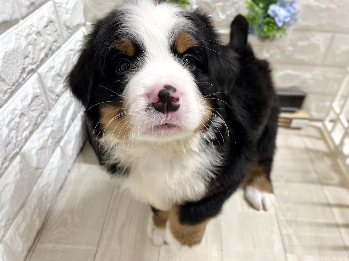 和歌山県のバーニーズマウンテンドッグ (DOGMAN和歌山中之島店/2026年2月3日生まれ/男の子/ブラックラストホワイト)の子犬の3枚目の画像