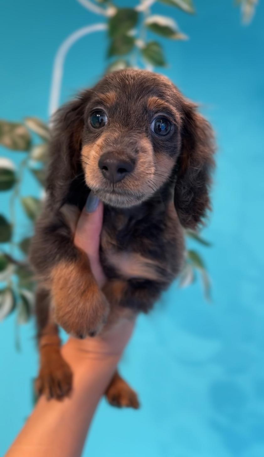 埼玉県のカニンヘンダックスフンド(ロング) (PET SHOP Tiny tales/2025年6月30日生まれ/男の子/ブルータン)の子犬