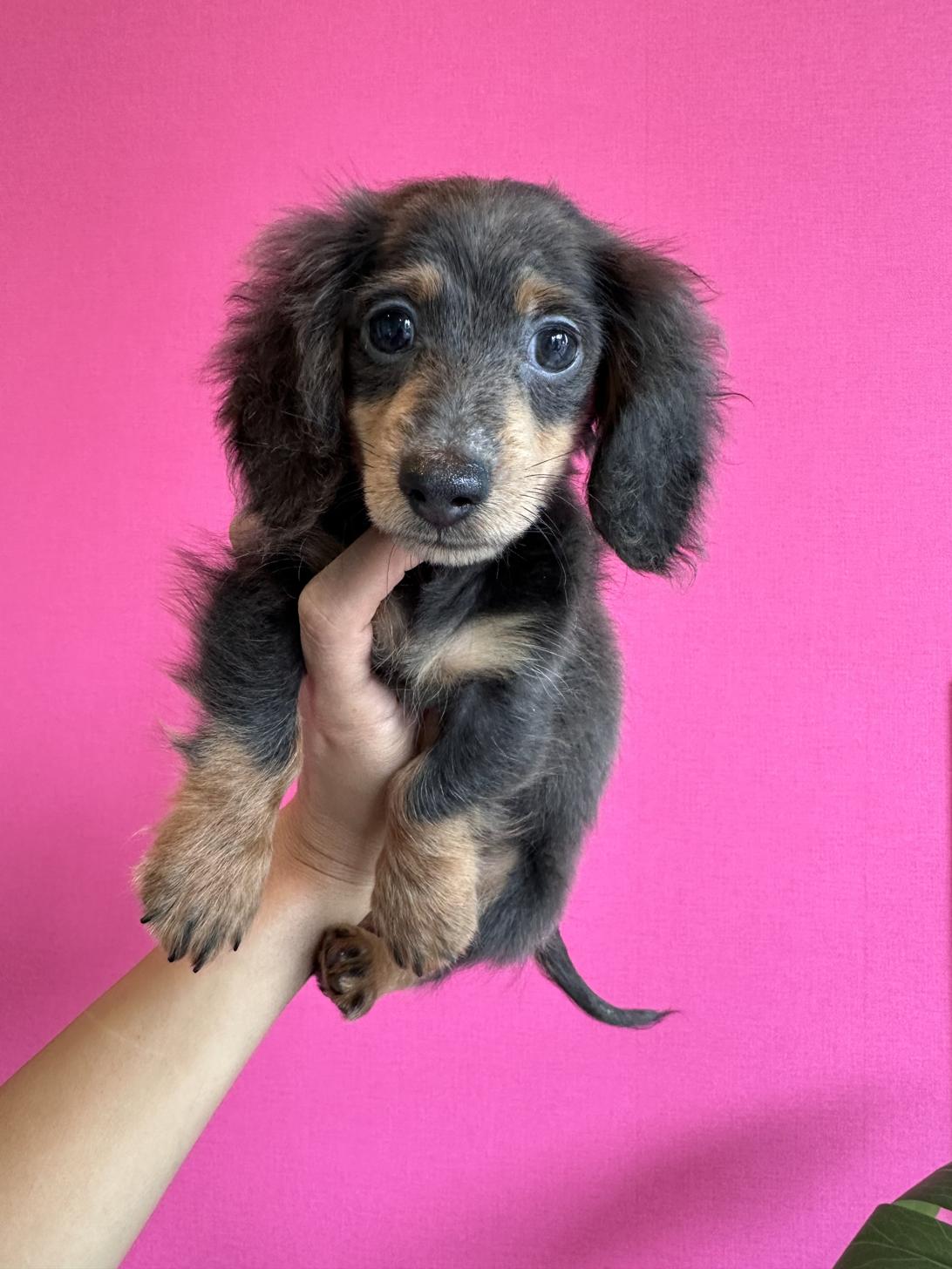 埼玉県のカニンヘンダックスフンド(ロング) (PET SHOP Tiny tales/2025年6月30日生まれ/男の子/ブルータン)の子犬の2枚目の画像