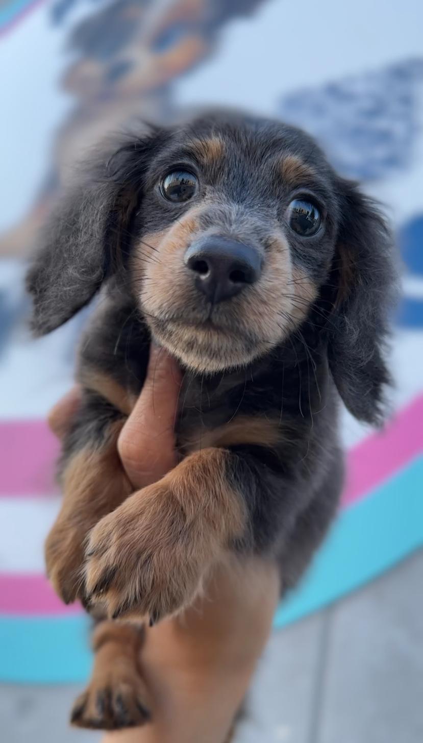 埼玉県のカニンヘンダックスフンド(ロング) (PET SHOP Tiny tales/2025年6月30日生まれ/男の子/ブルータン)の子犬の4枚目の画像