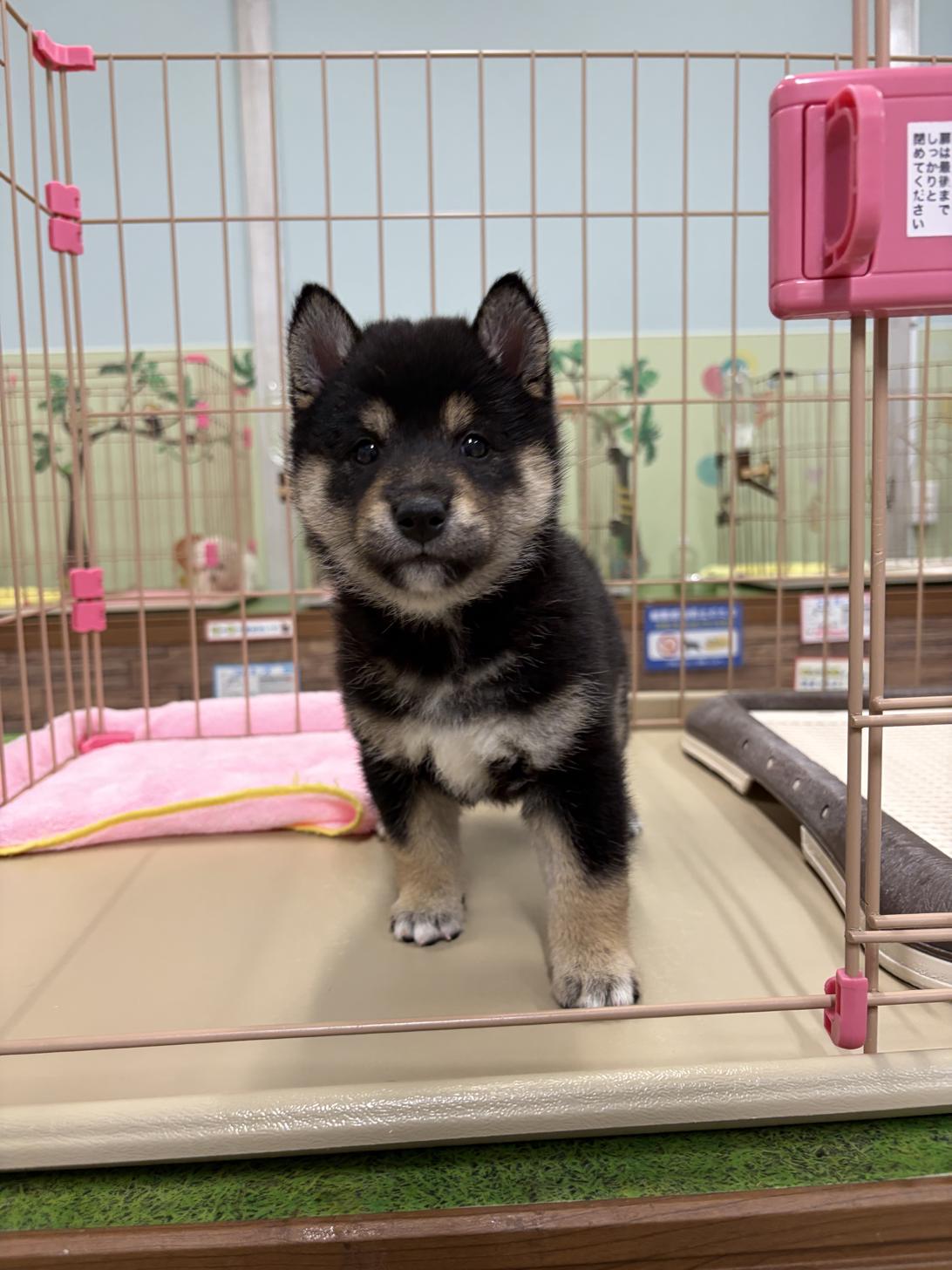 愛知県の柴犬(標準サイズ) (子いぬの足あと/2026年4月19日生まれ/女の子/黒)の子犬