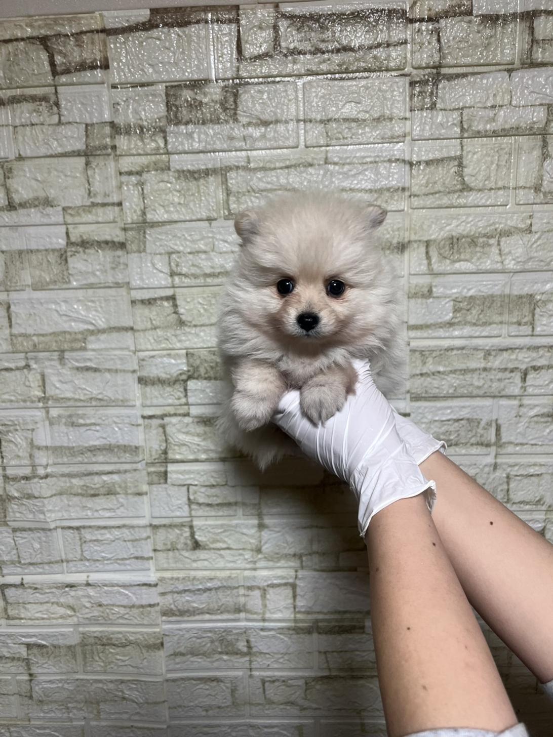 埼玉県のポメラニアン (ペッツスマイル加須インター店/2026年2月1日生まれ/男の子/クリーム)の子犬