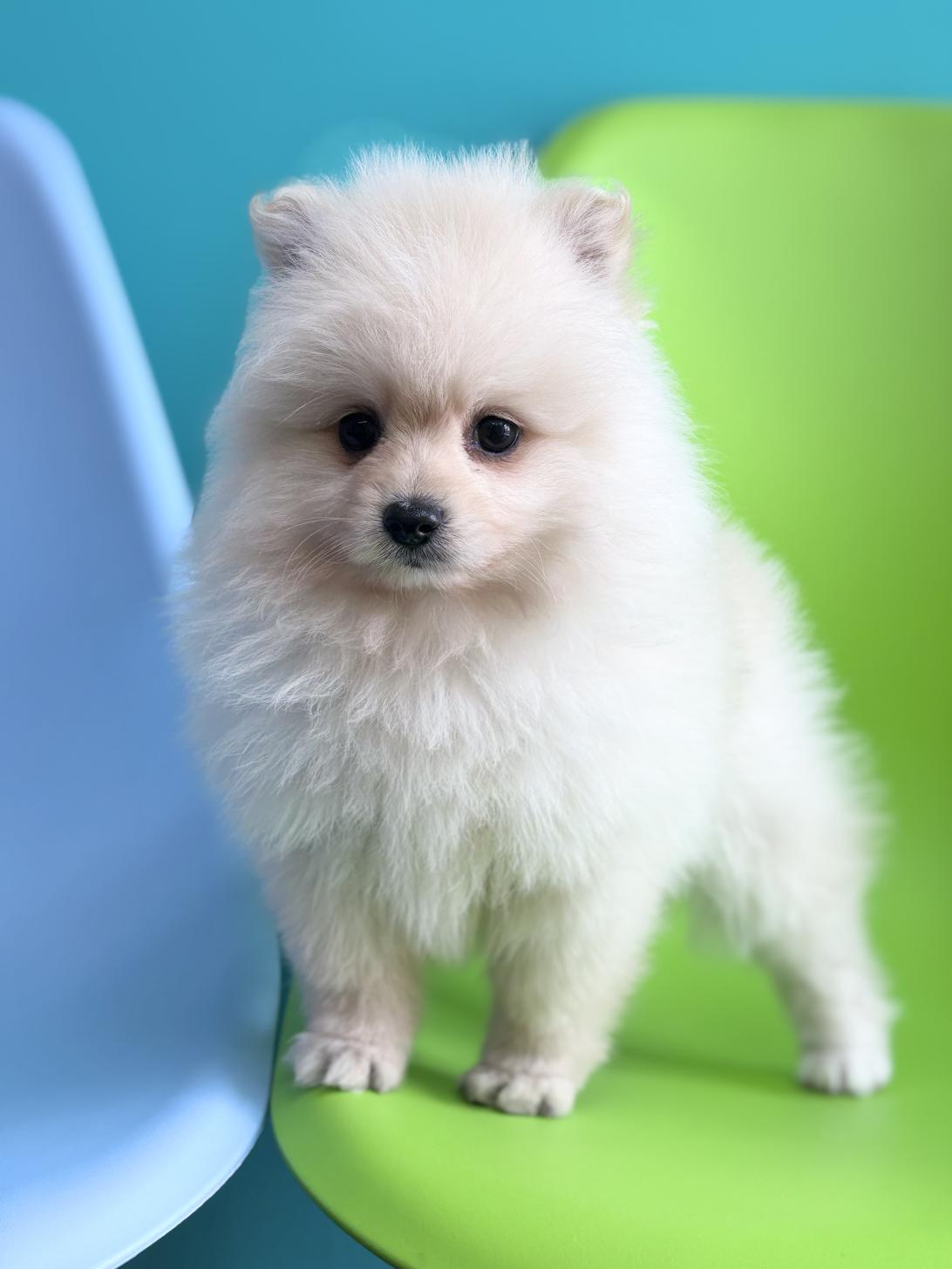 埼玉県のポメラニアン (ペッツスマイル加須インター店/2026年2月1日生まれ/男の子/クリーム)の子犬の1枚目の画像