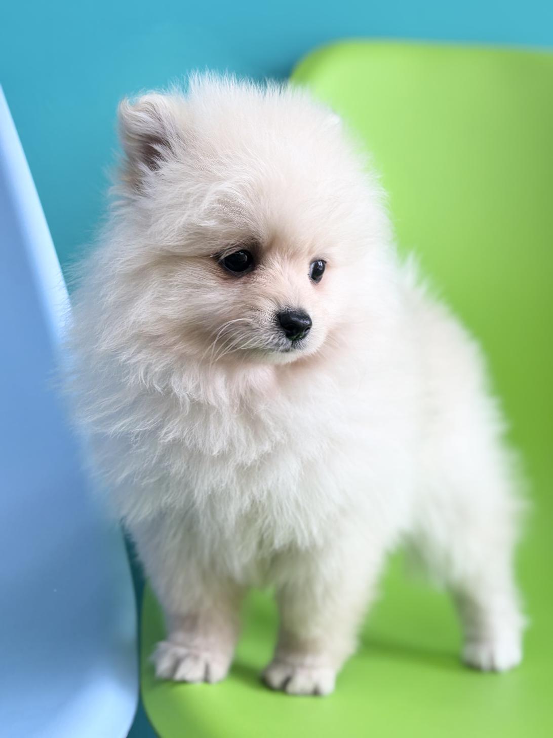 埼玉県のポメラニアン (ペッツスマイル加須インター店/2026年2月1日生まれ/男の子/クリーム)の子犬の2枚目の画像