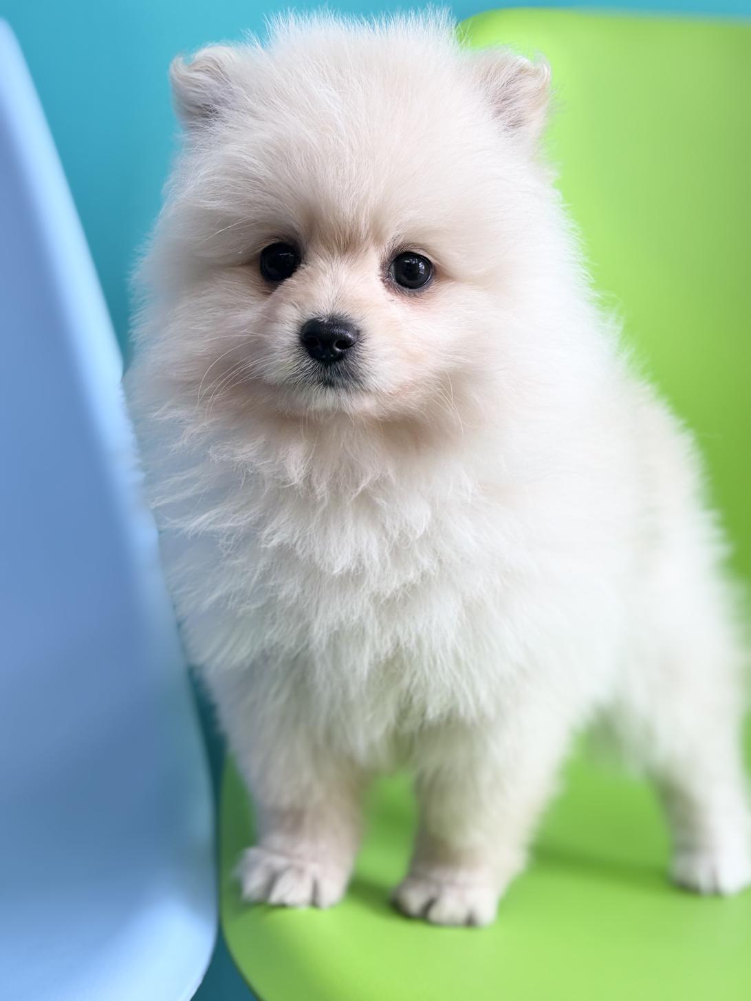 埼玉県のポメラニアン (ペッツスマイル加須インター店/2026年2月1日生まれ/男の子/クリーム)の子犬の3枚目の画像