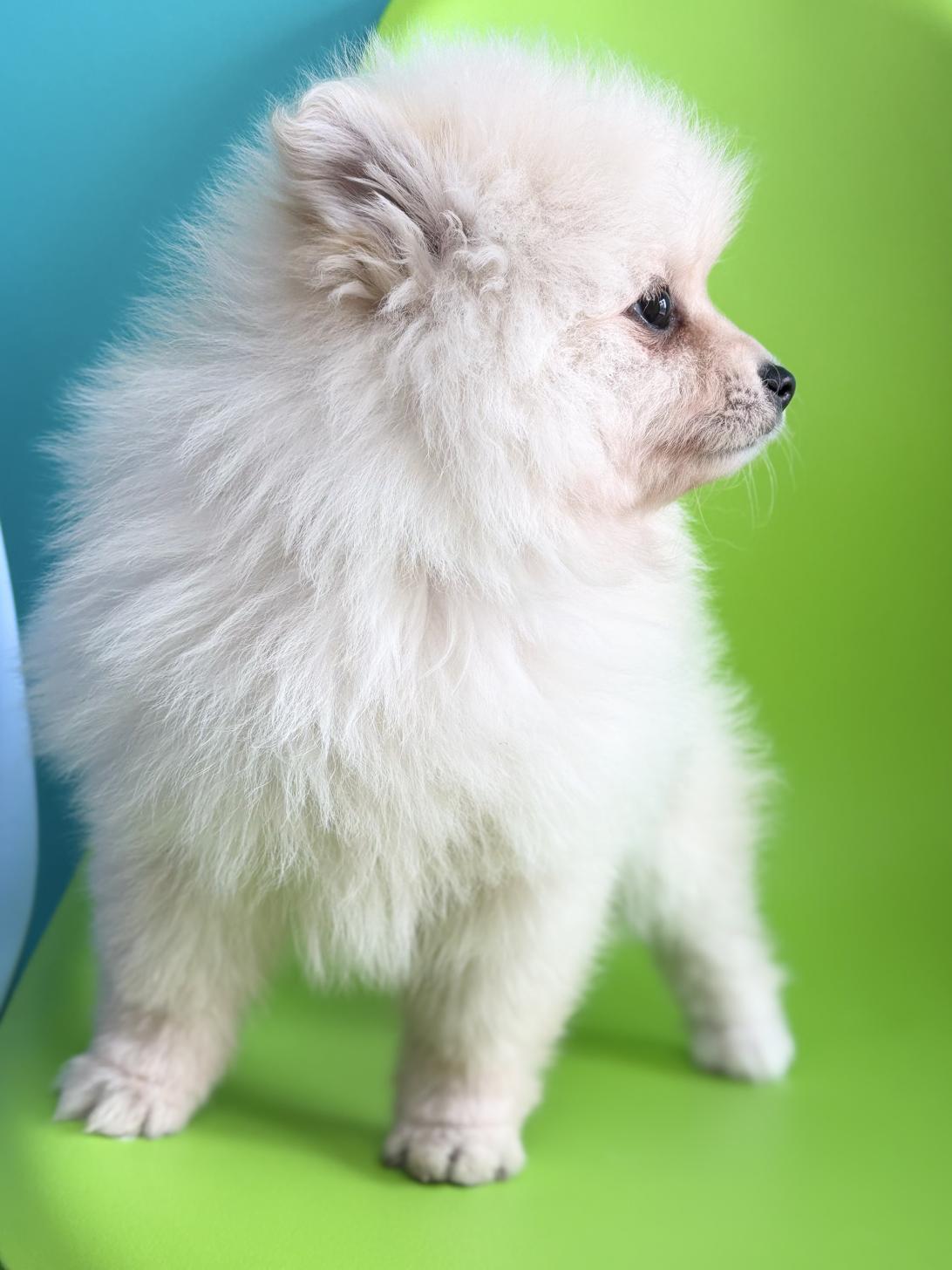 埼玉県のポメラニアン (ペッツスマイル加須インター店/2026年2月1日生まれ/男の子/クリーム)の子犬の4枚目の画像