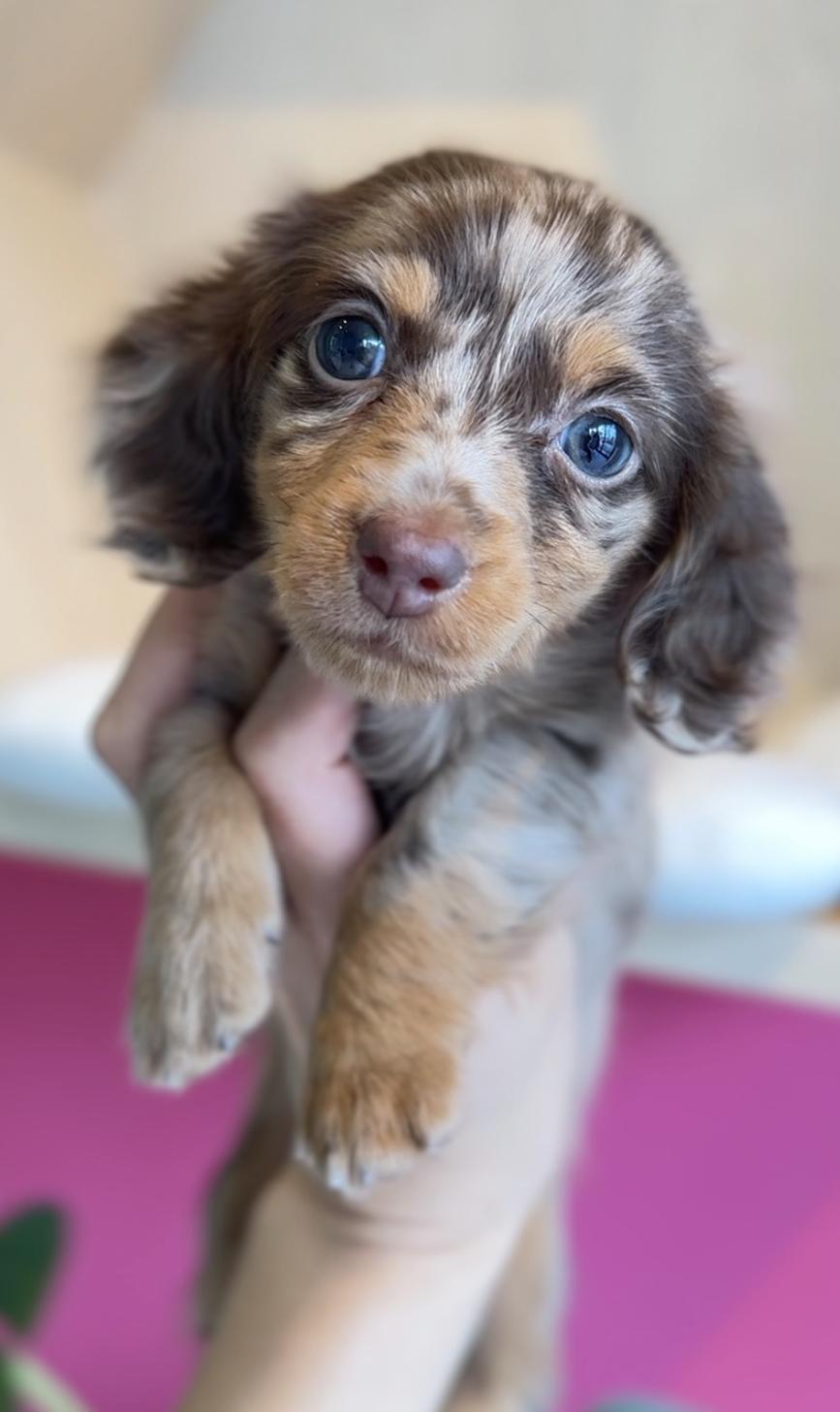 埼玉県のカニンヘンダックスフンド(ロング) (PET SHOP Tiny tales/2025年11月17日生まれ/女の子/チョコレートダップル)の子犬の1枚目の画像
