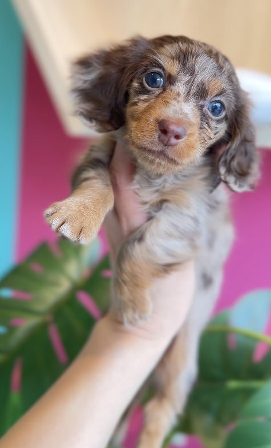 埼玉県のカニンヘンダックスフンド(ロング) (PET SHOP Tiny tales/2025年11月17日生まれ/女の子/チョコレートダップル)の子犬の2枚目の画像