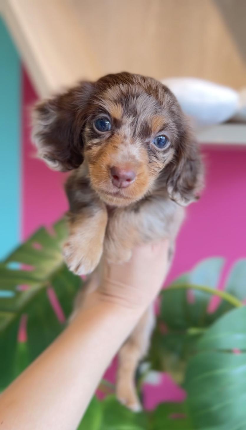 埼玉県のカニンヘンダックスフンド(ロング) (PET SHOP Tiny tales/2025年11月17日生まれ/女の子/チョコレートダップル)の子犬の3枚目の画像