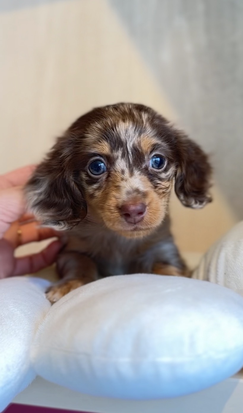 埼玉県のカニンヘンダックスフンド(ロング) (PET SHOP Tiny tales/2025年11月17日生まれ/女の子/チョコレートダップル)の子犬の4枚目の画像