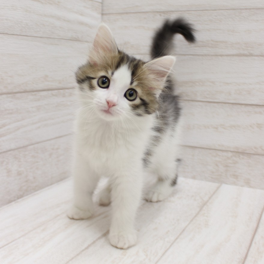 千葉県のサイベリアン (ペピカファミリー松戸店/2025年10月24日生まれ/女の子/ブラウンタビーホワイト)の子猫