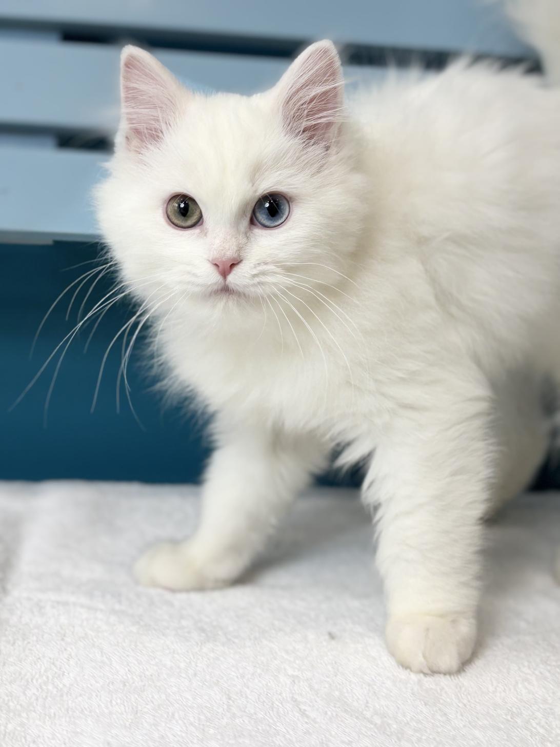 埼玉県のミヌエット (ペッツスマイル加須インター店/2025年10月11日生まれ/男の子/ホワイト)の子猫の1枚目の画像