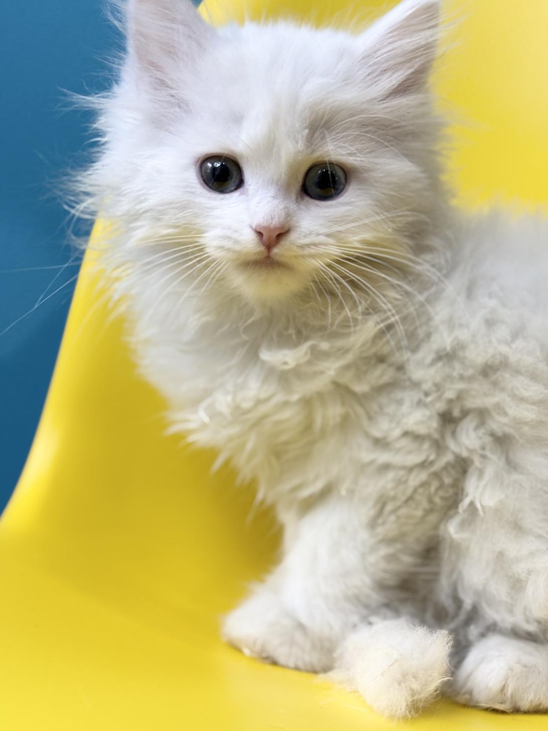 埼玉県のミヌエット (ペッツスマイル加須インター店/2025年10月11日生まれ/男の子/ホワイト)の子猫の1枚目の画像