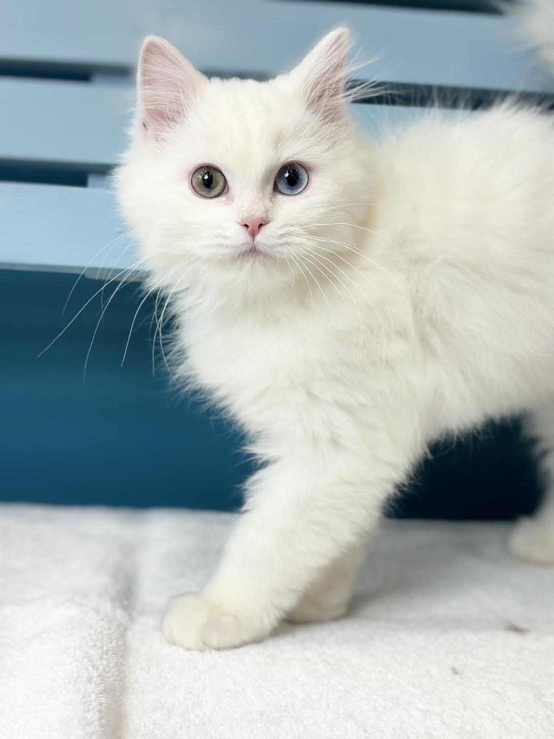 埼玉県のミヌエット (ペッツスマイル加須インター店/2025年10月11日生まれ/男の子/ホワイト)の子猫の2枚目の画像