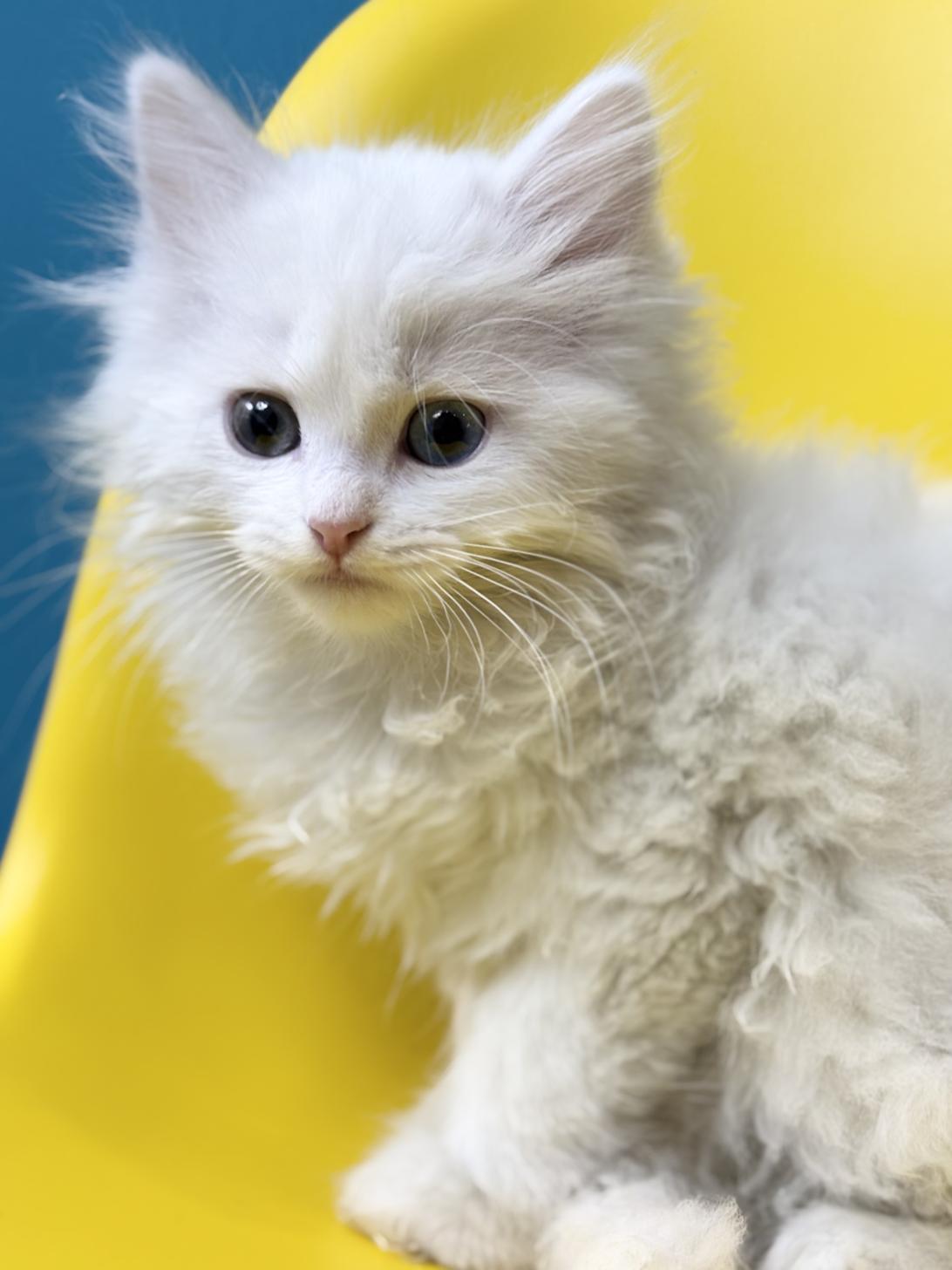 埼玉県のミヌエット (ペッツスマイル加須インター店/2025年10月11日生まれ/男の子/ホワイト)の子猫の2枚目の画像