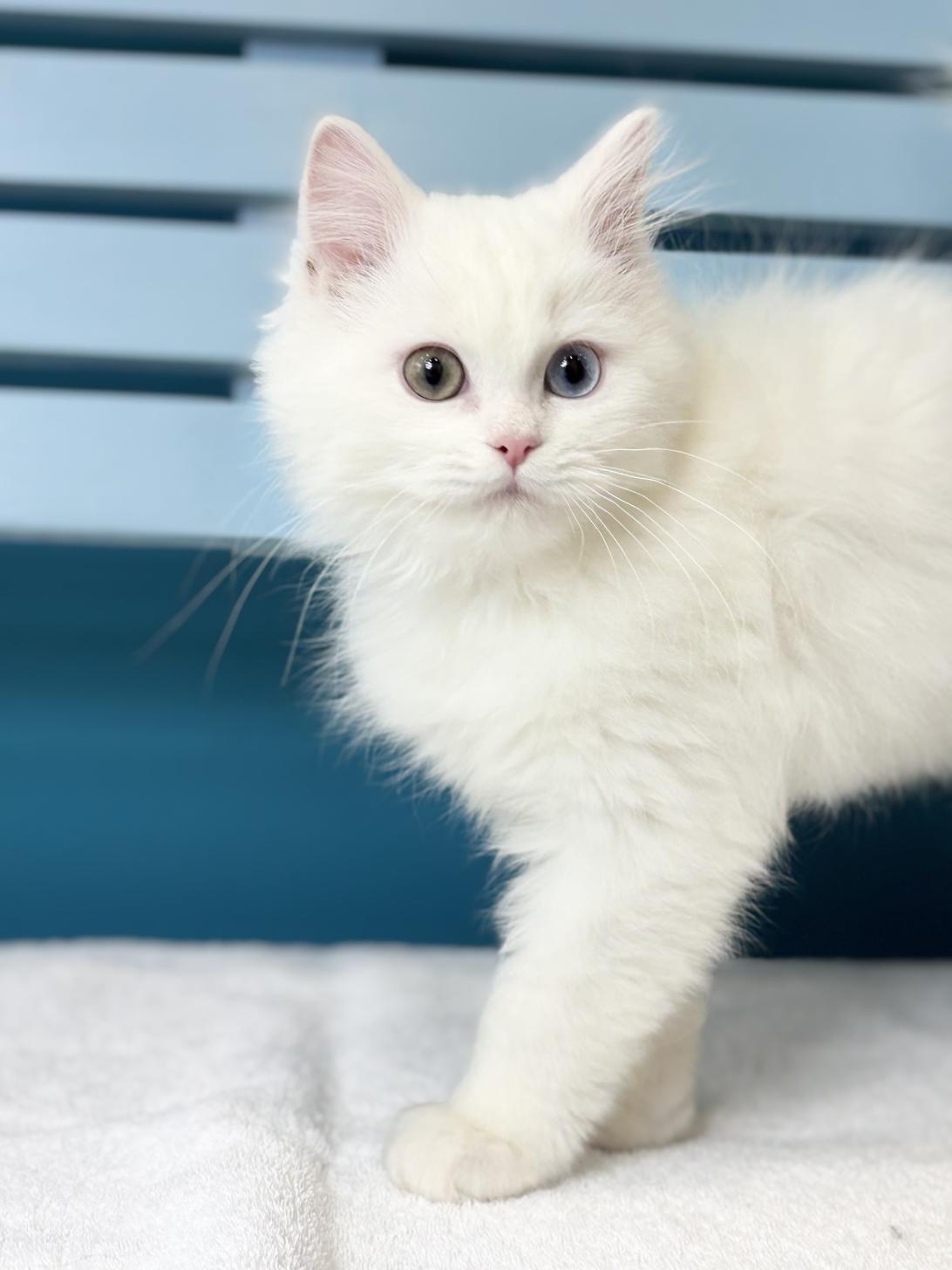 埼玉県のミヌエット (ペッツスマイル加須インター店/2025年10月11日生まれ/男の子/ホワイト)の子猫の3枚目の画像