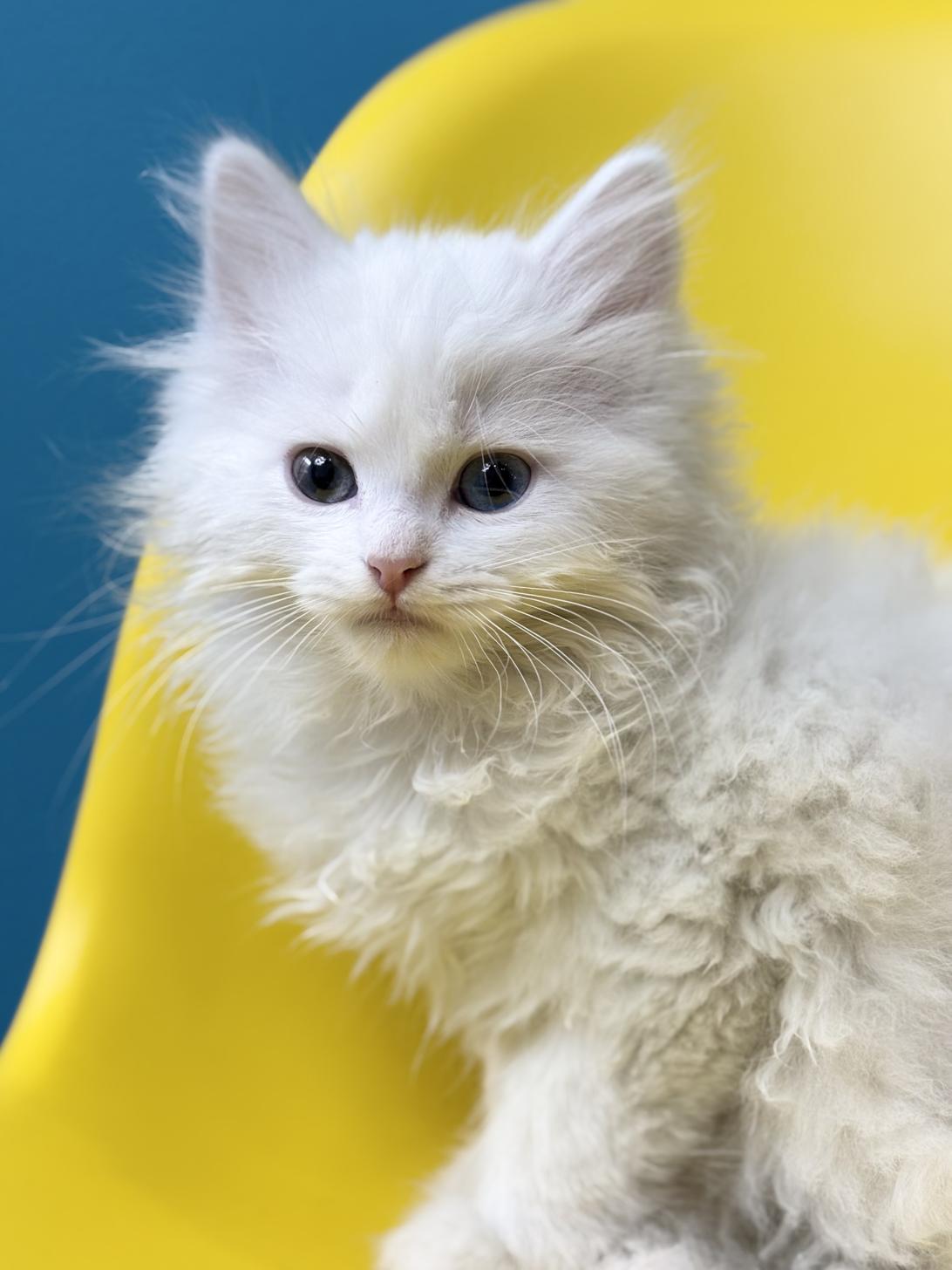 埼玉県のミヌエット (ペッツスマイル加須インター店/2025年10月11日生まれ/男の子/ホワイト)の子猫の3枚目の画像