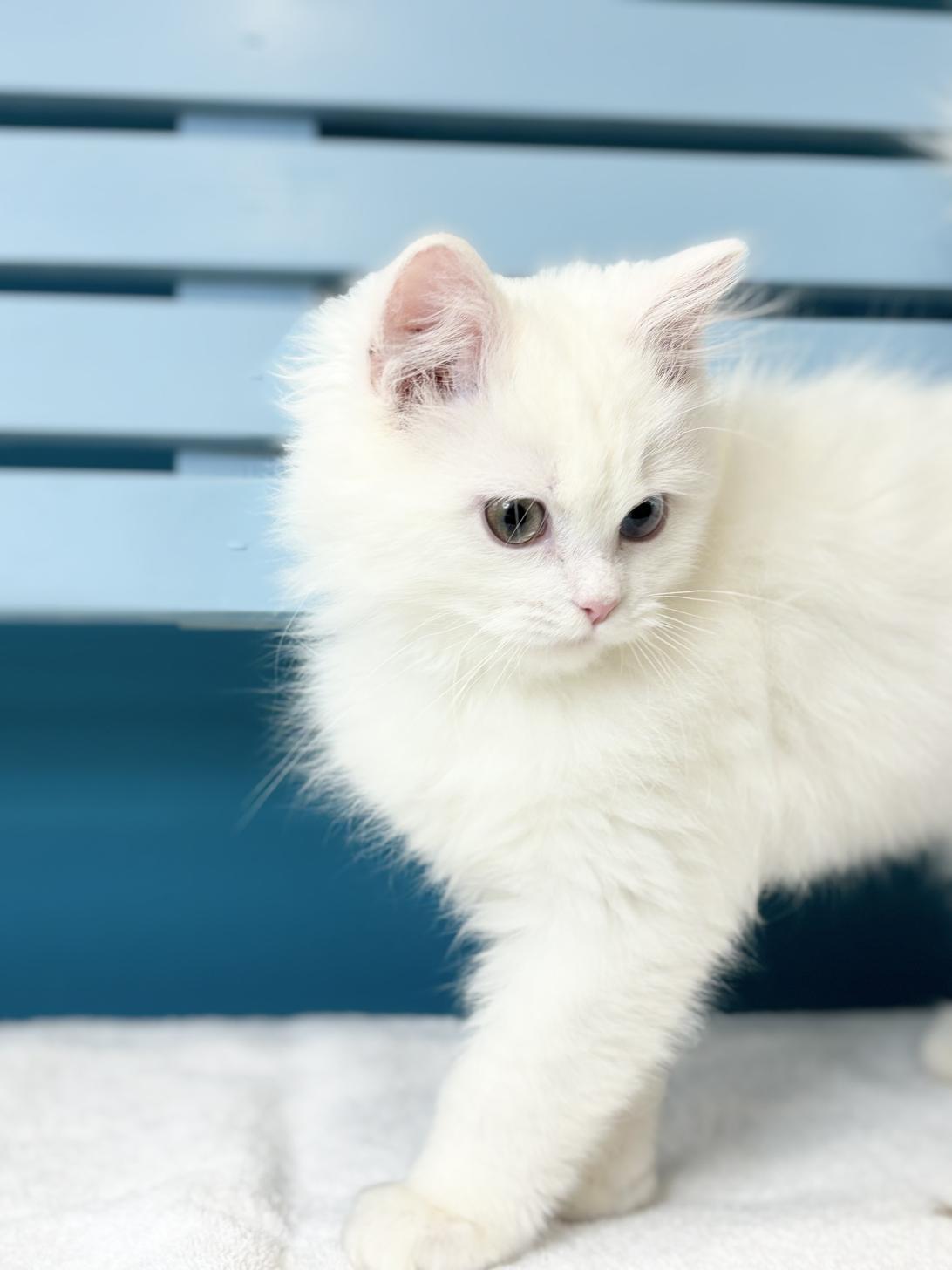 埼玉県のミヌエット (ペッツスマイル加須インター店/2025年10月11日生まれ/男の子/ホワイト)の子猫の4枚目の画像