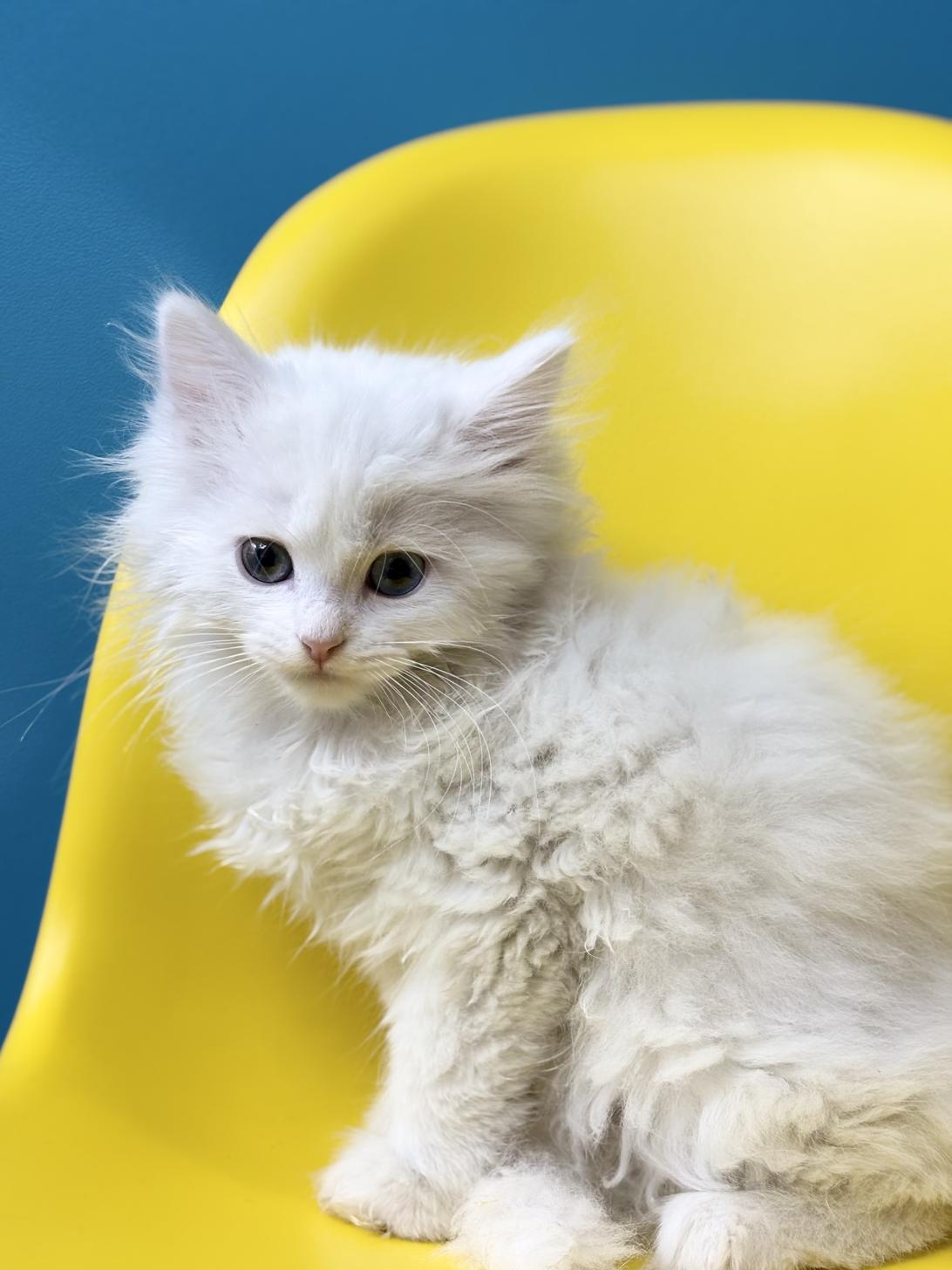 埼玉県のミヌエット (ペッツスマイル加須インター店/2025年10月11日生まれ/男の子/ホワイト)の子猫の4枚目の画像