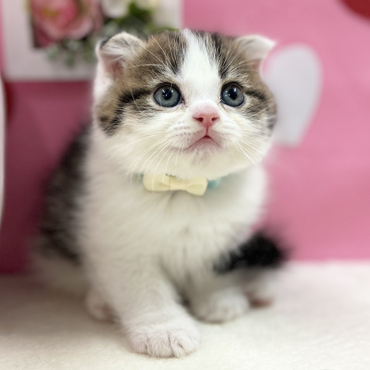 神奈川県のスコティッシュフォールド (にゃんこハウスPAW/2025年11月30日生まれ/男の子/ブラウンタビーホワイト)の子猫の1枚目の画像