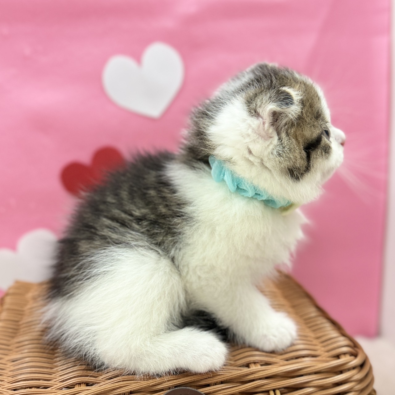 神奈川県のスコティッシュフォールド (にゃんこハウスPAW/2025年11月30日生まれ/男の子/ブラウンタビーホワイト)の子猫の3枚目の画像