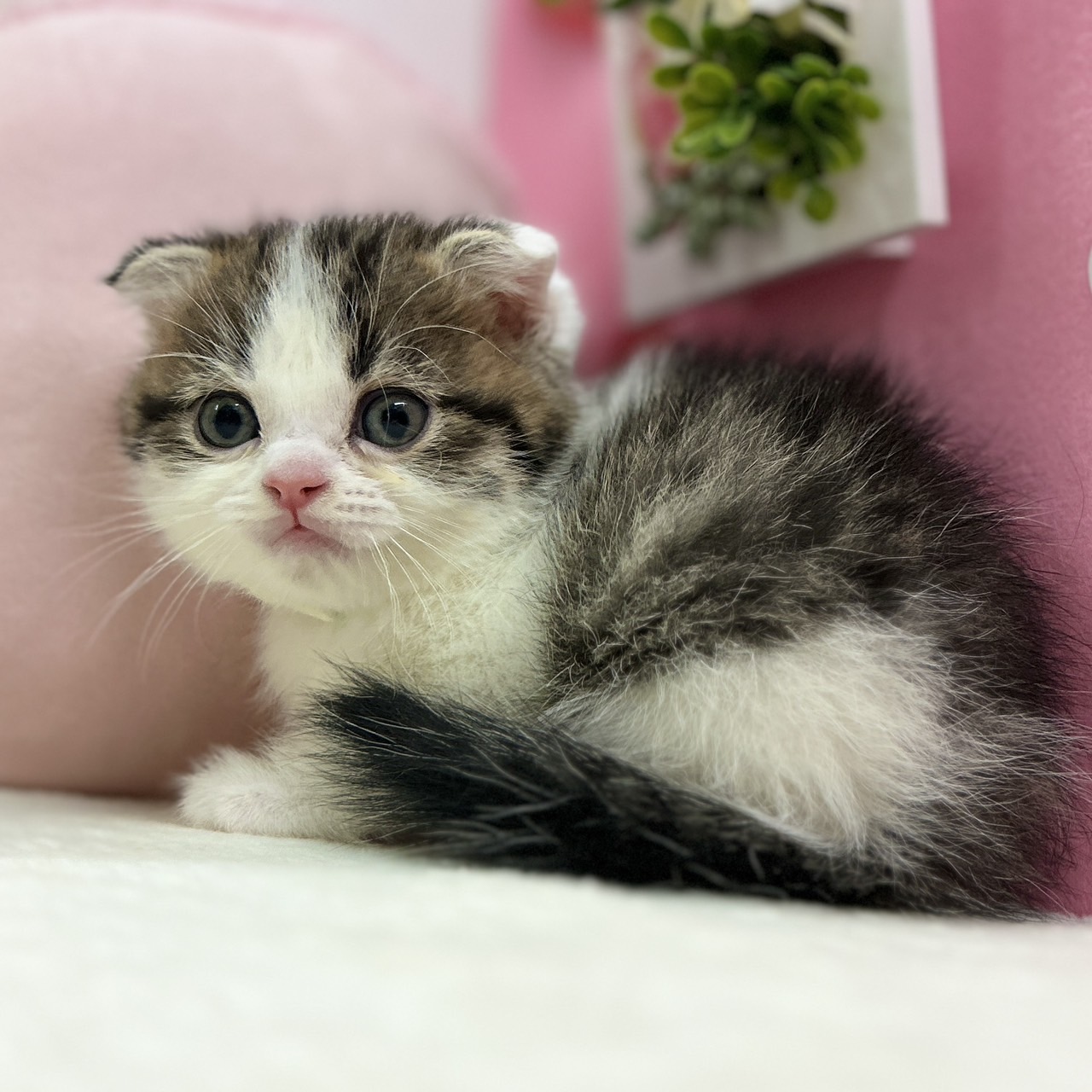 神奈川県のスコティッシュフォールド (にゃんこハウスPAW/2025年11月30日生まれ/男の子/ブラウンタビーホワイト)の子猫の4枚目の画像