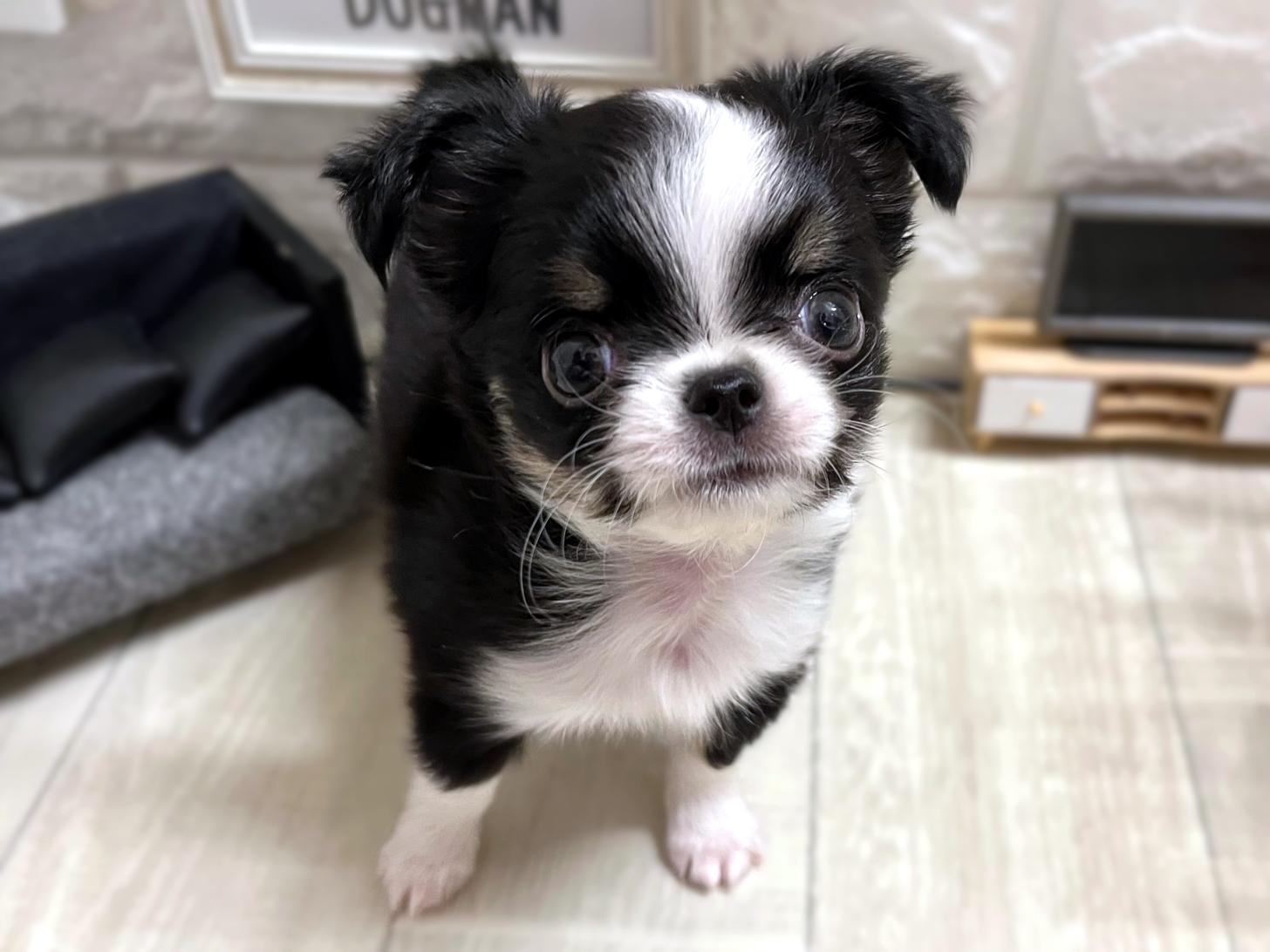 和歌山県のチワワ(ロング) (DOGMAN和歌山店/2025年11月5日生まれ/女の子/ブラッククリームホワイト)の子犬の1枚目の画像