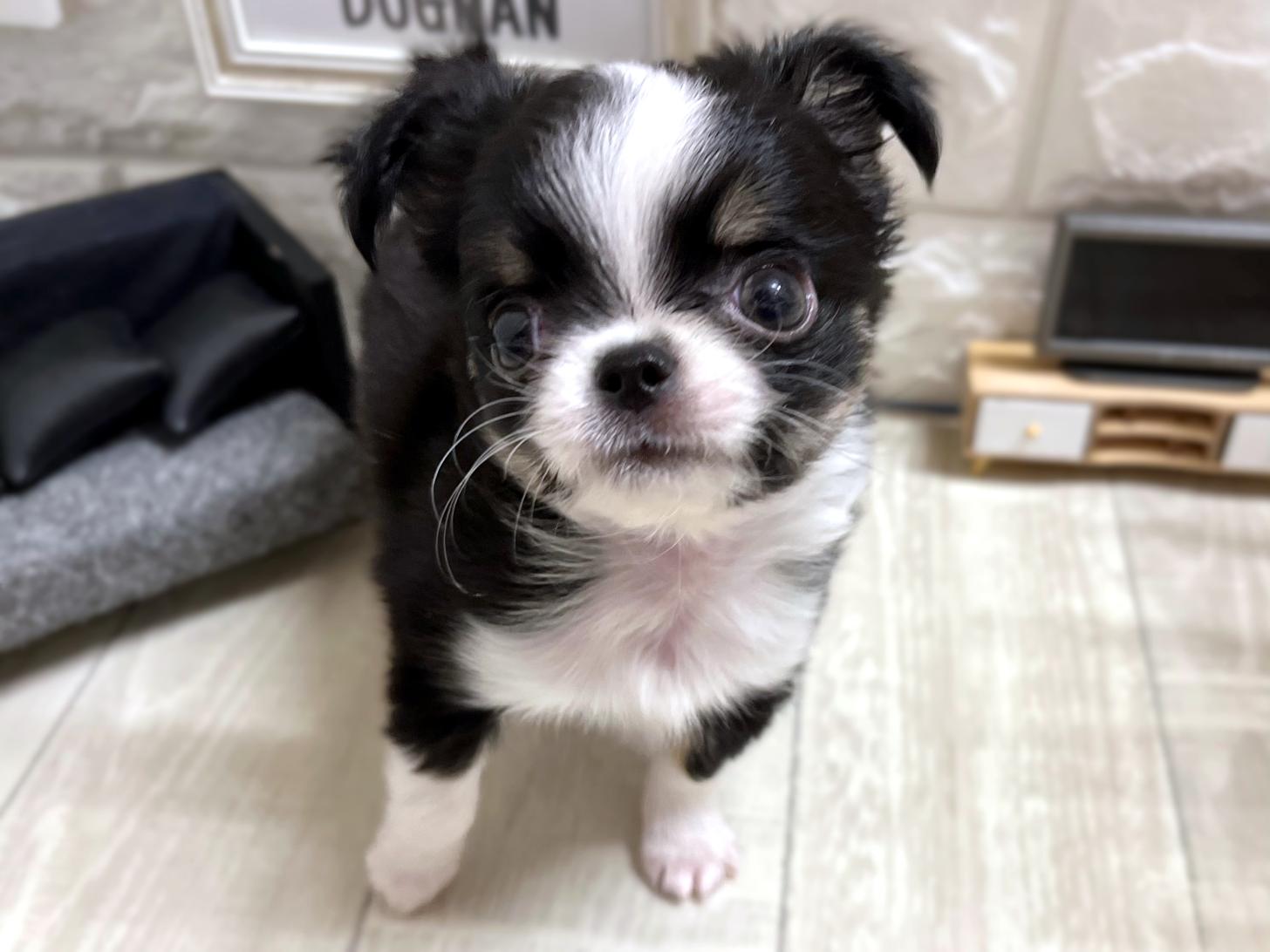 和歌山県のチワワ(ロング) (DOGMAN和歌山店/2025年11月5日生まれ/女の子/ブラッククリームホワイト)の子犬の2枚目の画像