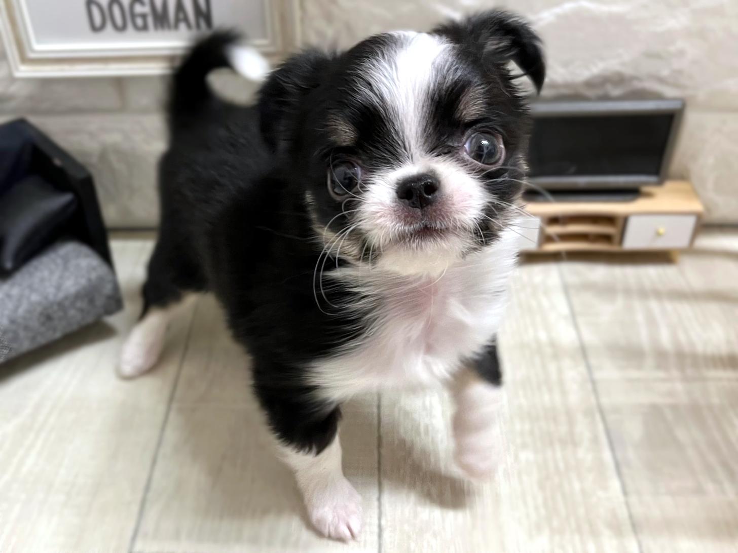 和歌山県のチワワ(ロング) (DOGMAN和歌山店/2025年11月5日生まれ/女の子/ブラッククリームホワイト)の子犬の3枚目の画像