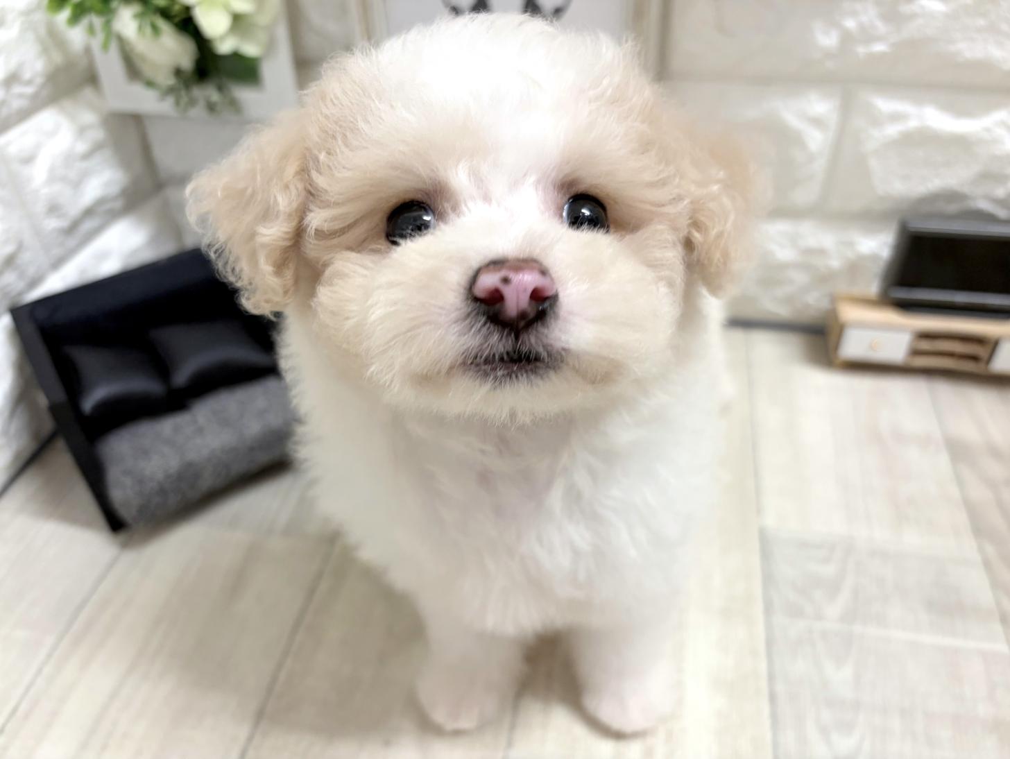 和歌山県のビションプー(ビションフリーゼ×プードル) (DOGMAN和歌山店/2026年6月27日生まれ/男の子/ホワイトクリーム)の子犬の2枚目の画像