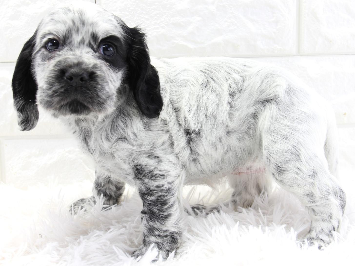 愛知県のイングリッシュコッカースパニエル (猫福家 名古屋南店/2026年2月4日生まれ/女の子/ブルーローン)の子犬の1枚目の画像