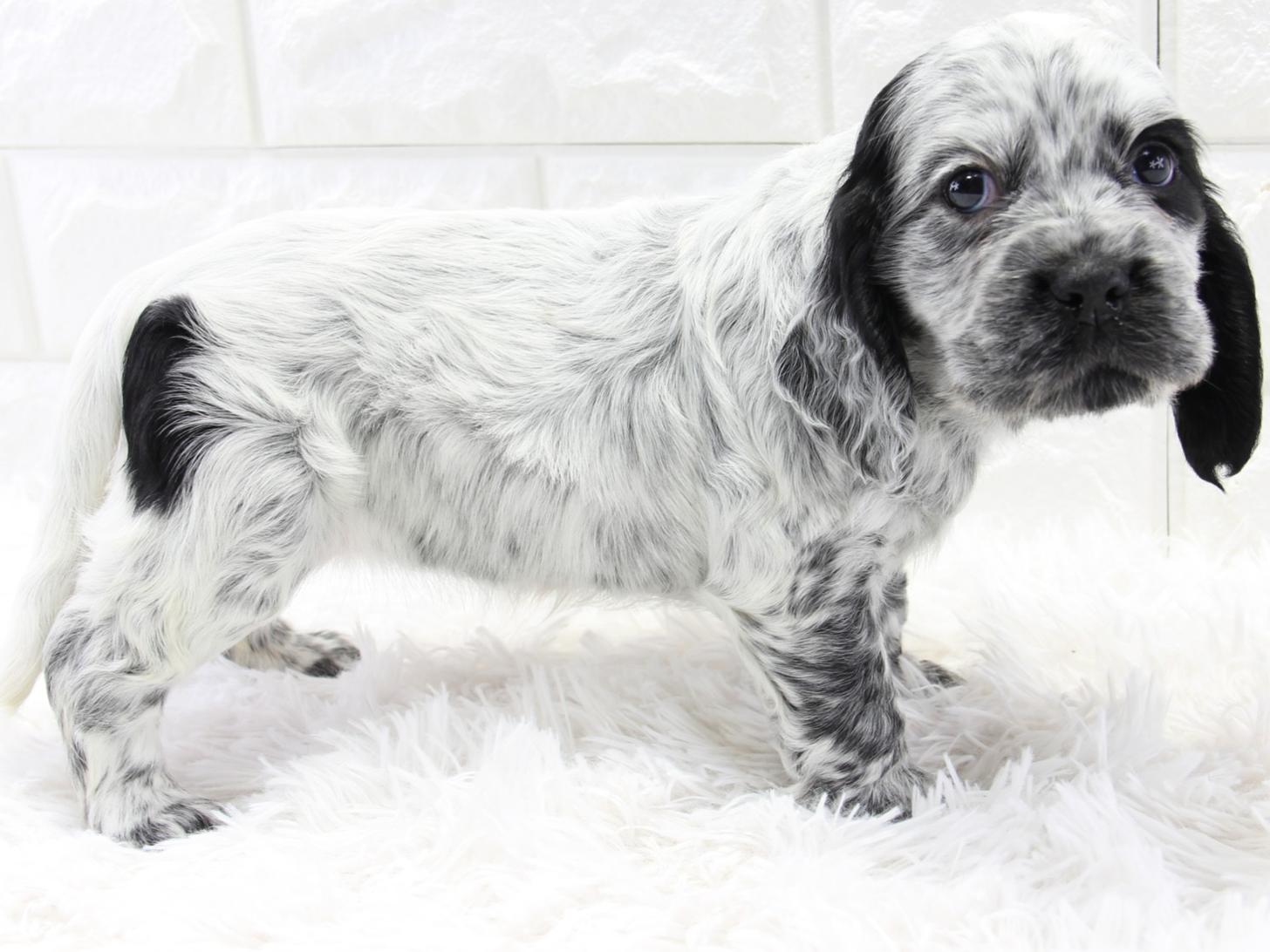 愛知県のイングリッシュコッカースパニエル (猫福家 名古屋南店/2026年2月4日生まれ/女の子/ブルーローン)の子犬の2枚目の画像