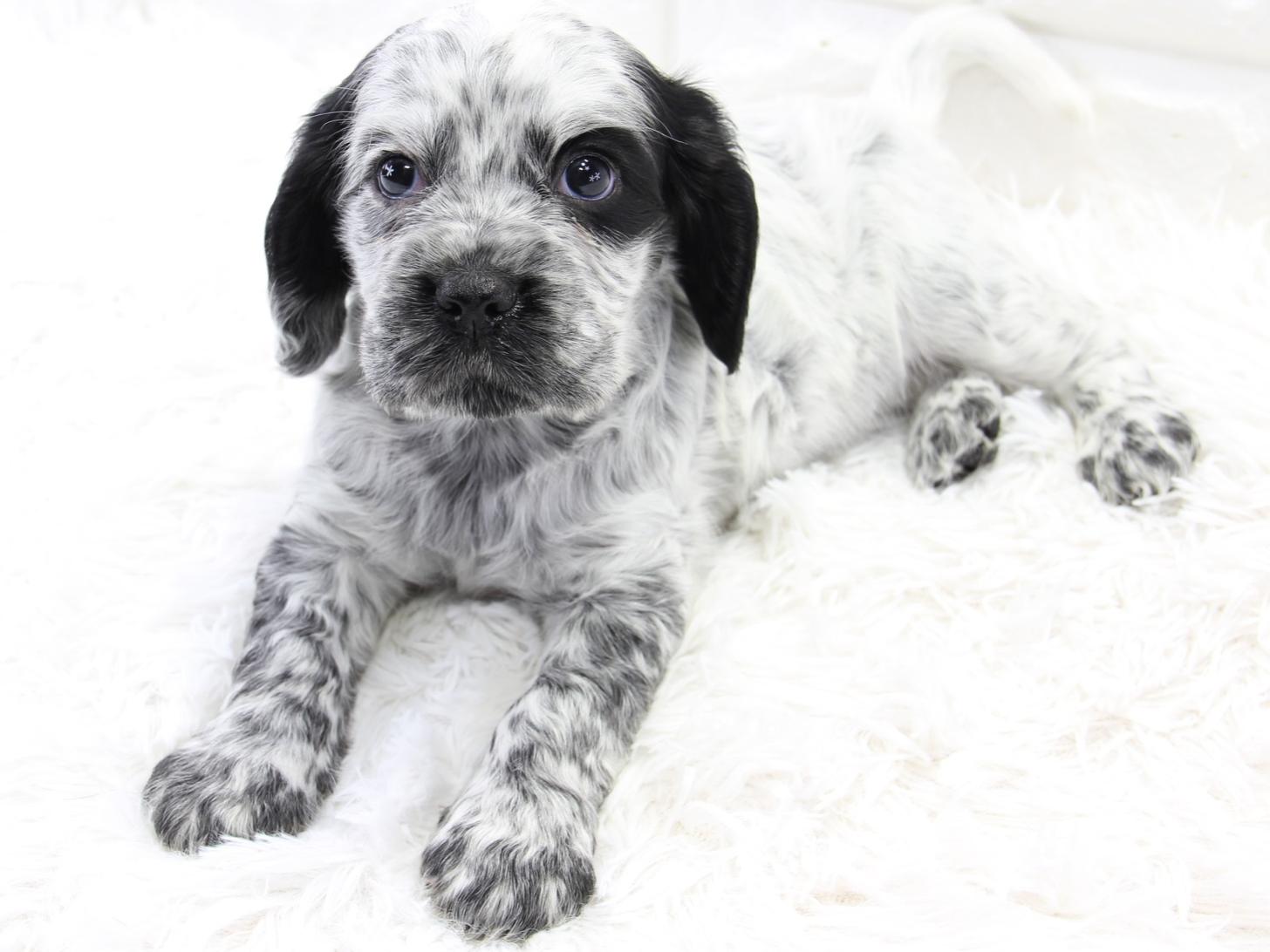 愛知県のイングリッシュコッカースパニエル (猫福家 名古屋南店/2026年2月4日生まれ/女の子/ブルーローン)の子犬の3枚目の画像