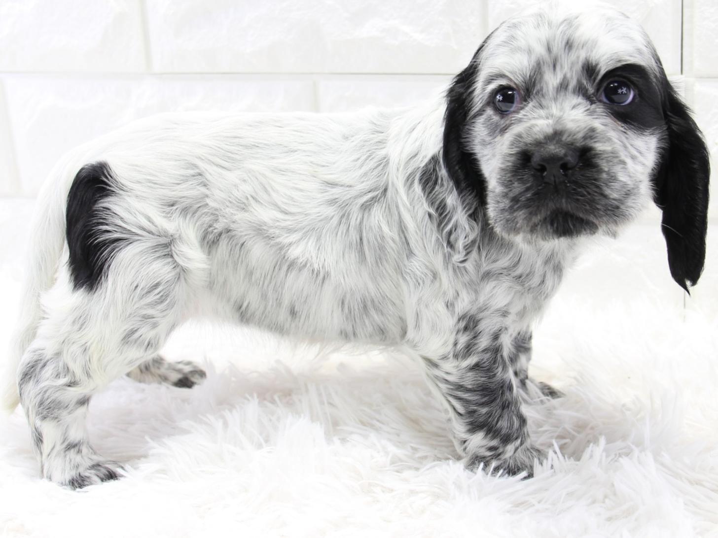 愛知県のイングリッシュコッカースパニエル (猫福家 名古屋南店/2026年2月4日生まれ/女の子/ブルーローン)の子犬の4枚目の画像