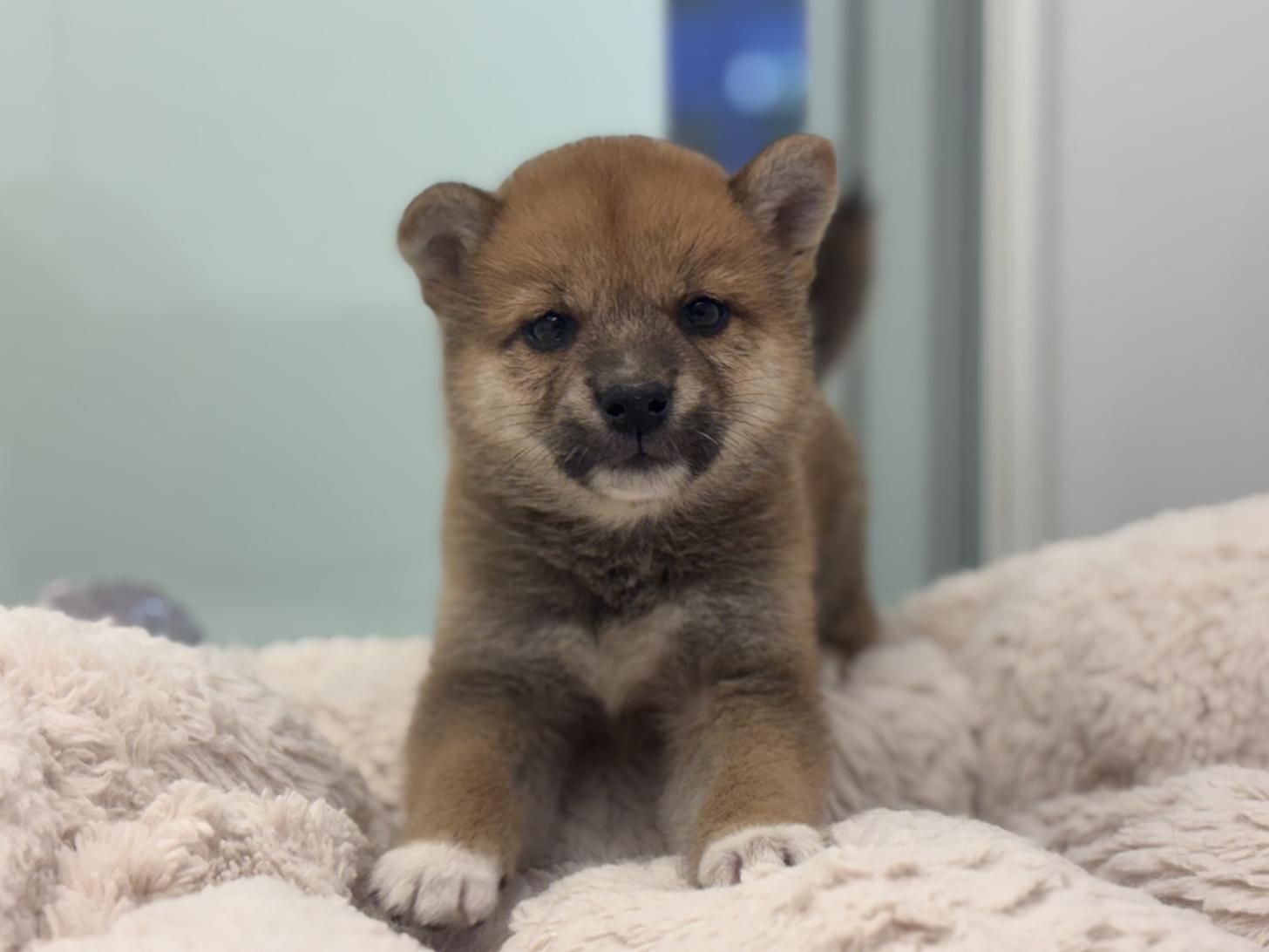 神奈川県の柴犬(標準サイズ) (Doggy Style 小田原店/2026年6月5日生まれ/男の子/赤)の子犬の1枚目の画像