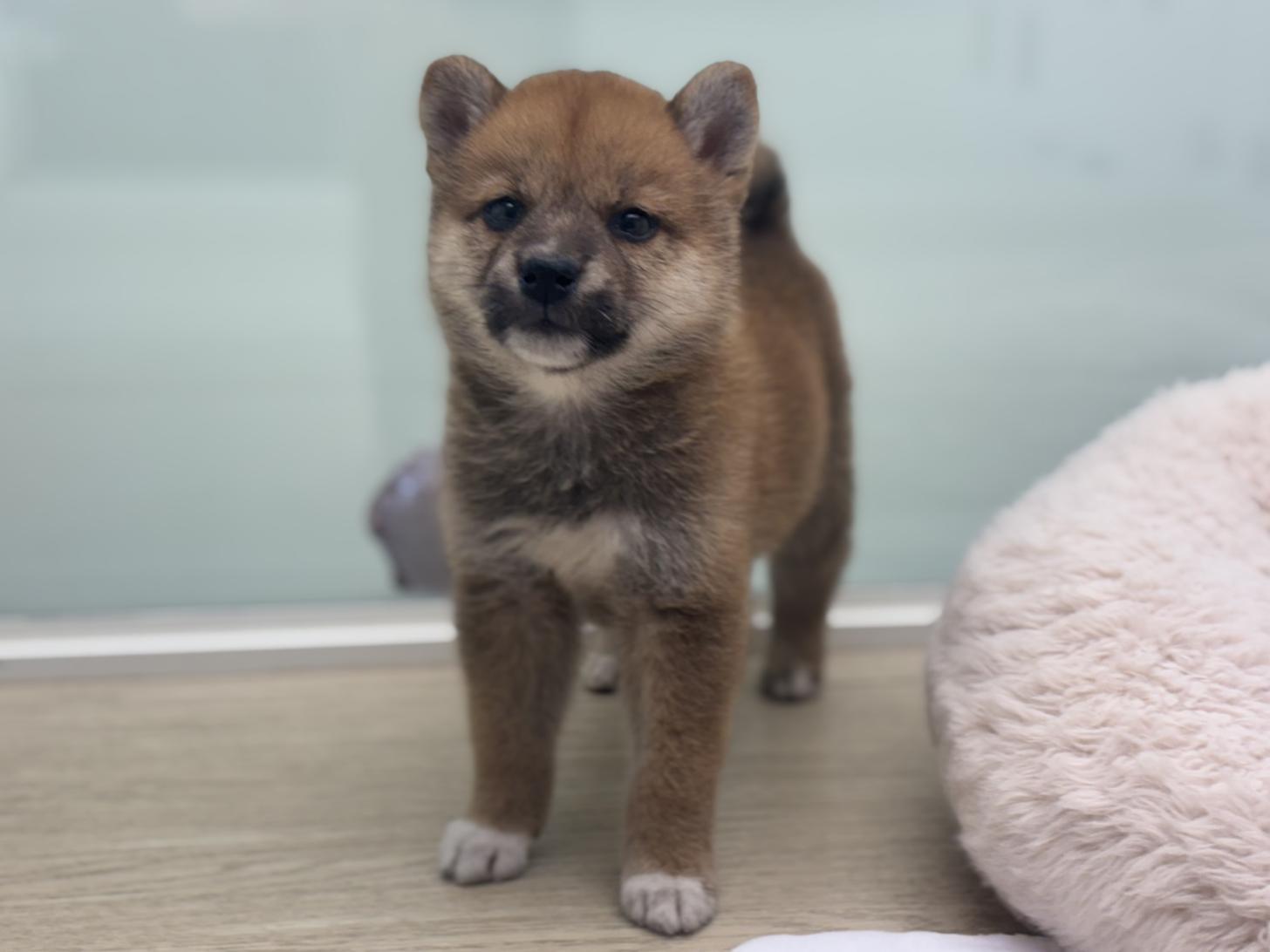 神奈川県の柴犬(標準サイズ) (Doggy Style 小田原店/2026年6月5日生まれ/男の子/赤)の子犬の2枚目の画像