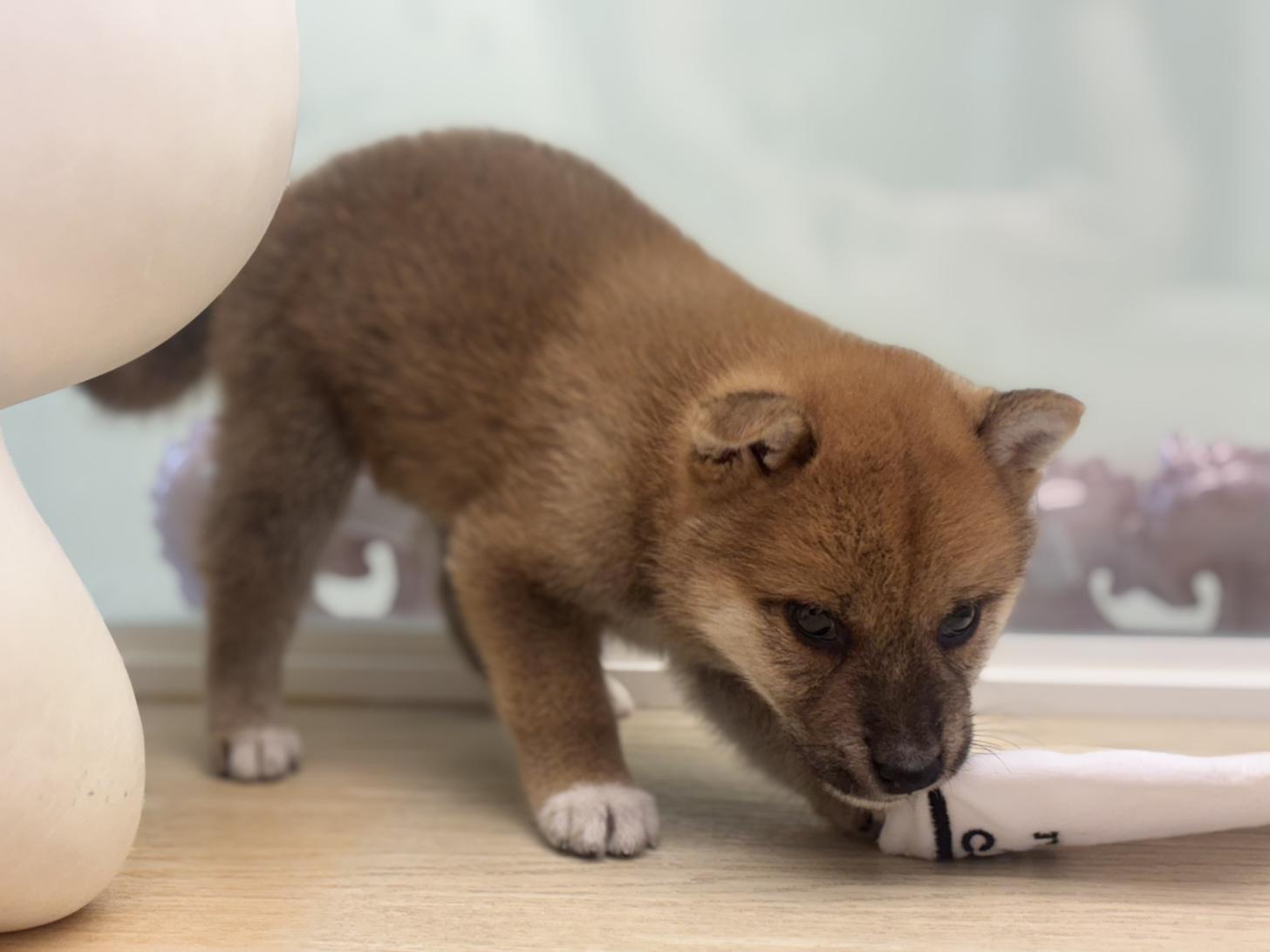 神奈川県の柴犬(標準サイズ) (Doggy Style 小田原店/2026年6月5日生まれ/男の子/赤)の子犬の4枚目の画像