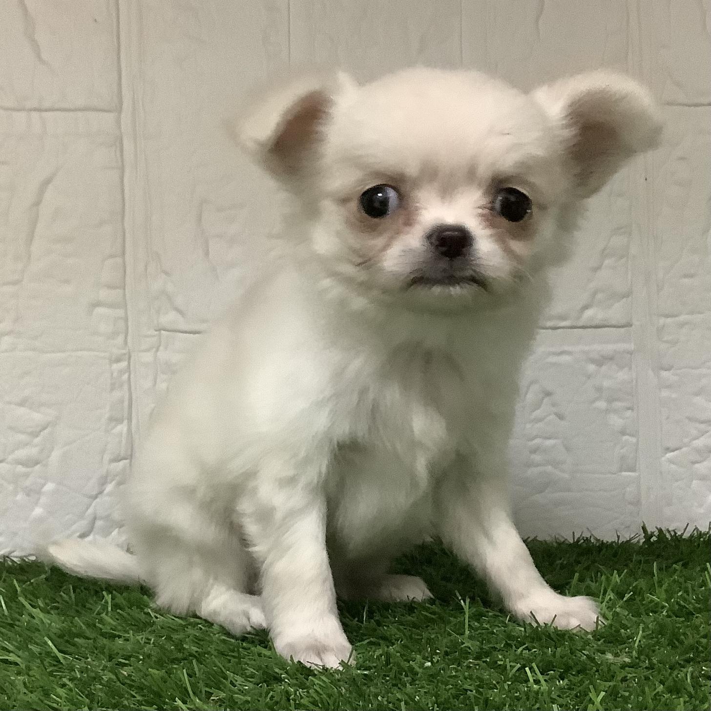 福岡県のチワワ(ロング) (ドッグズホーム旗崎店/2025年10月7日生まれ/男の子/クリーム)の子犬