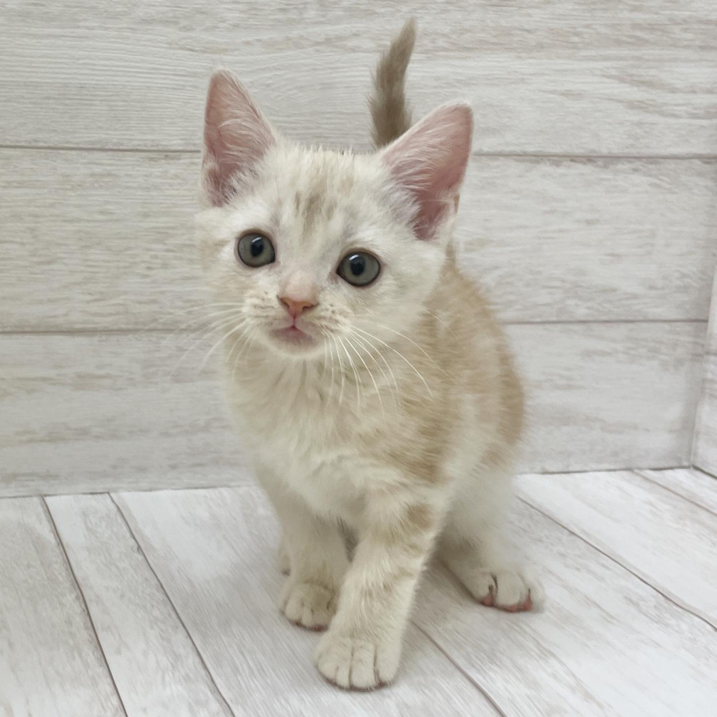 東京都のアメリカンショートヘアー (ペピカファミリー水元店/2025年9月4日生まれ/女の子/クリームタビー)の子猫の1枚目の画像