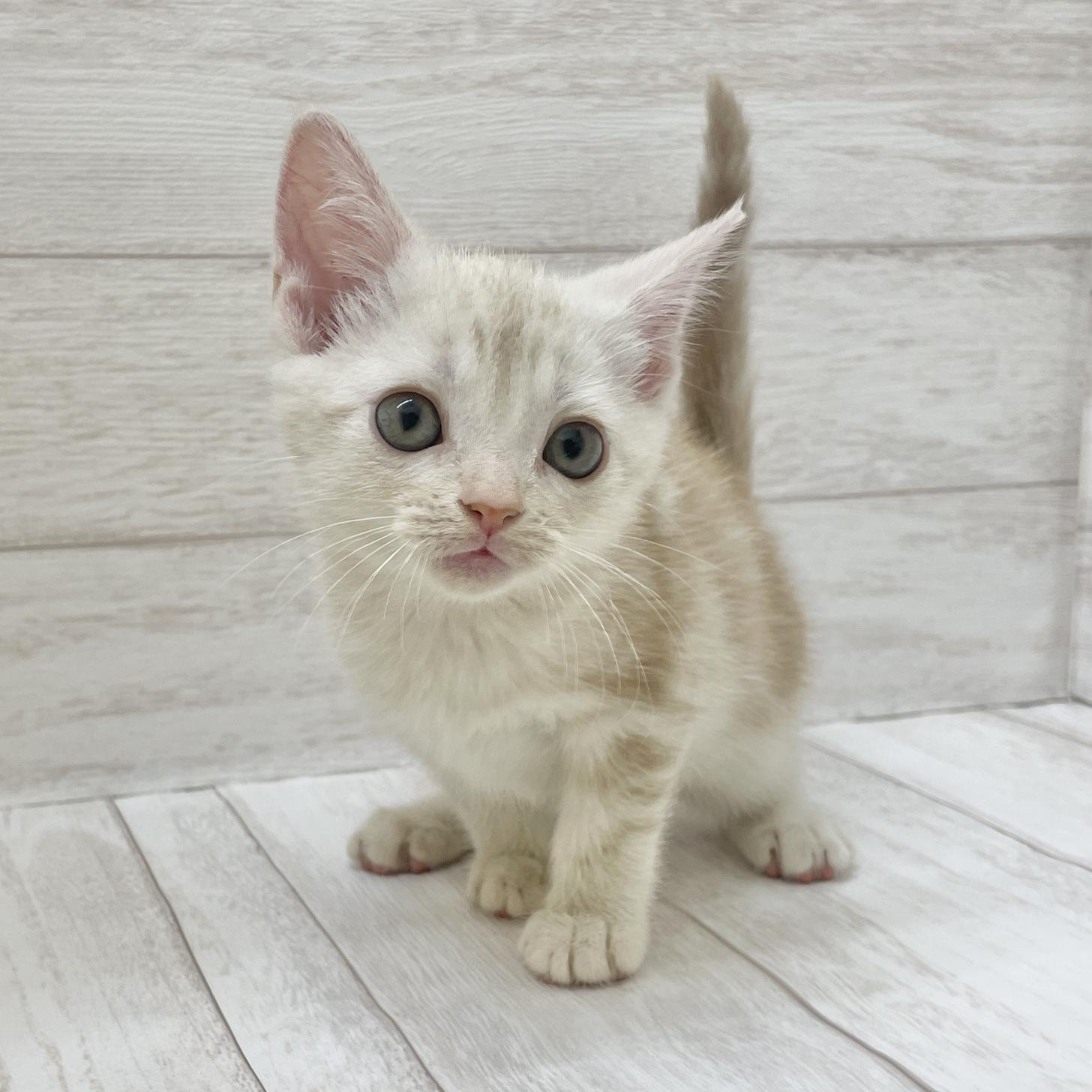東京都のアメリカンショートヘアー (ペピカファミリー水元店/2025年9月4日生まれ/女の子/クリームタビー)の子猫の2枚目の画像